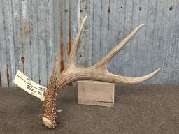 Wild Typical 4 Point Whitetail Shed Great Color