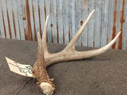 Wild Typical 4 Point Whitetail Shed Great Color