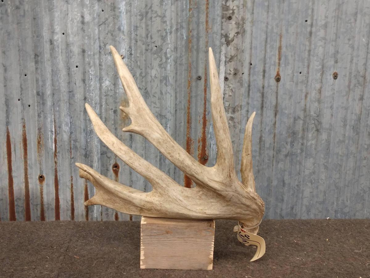 Heavy Palmated 5 Point Whitetail Shed