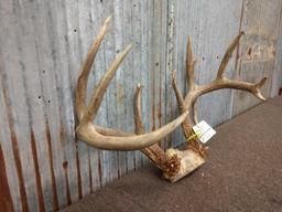 Wild 4x5 Whitetail Rack On Skull Plate With Droptine