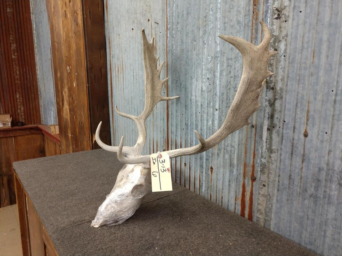 Fallow Deer Rack On Skull