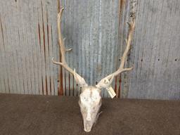 Fallow Deer Rack On Skull
