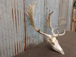 Fallow Deer Rack On Skull