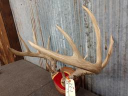 5x5 Whitetail Rack On Plaque