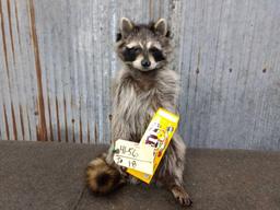 Full Body Mount Raccoon Eating M&M's