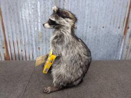 Full Body Mount Raccoon Eating M&M's