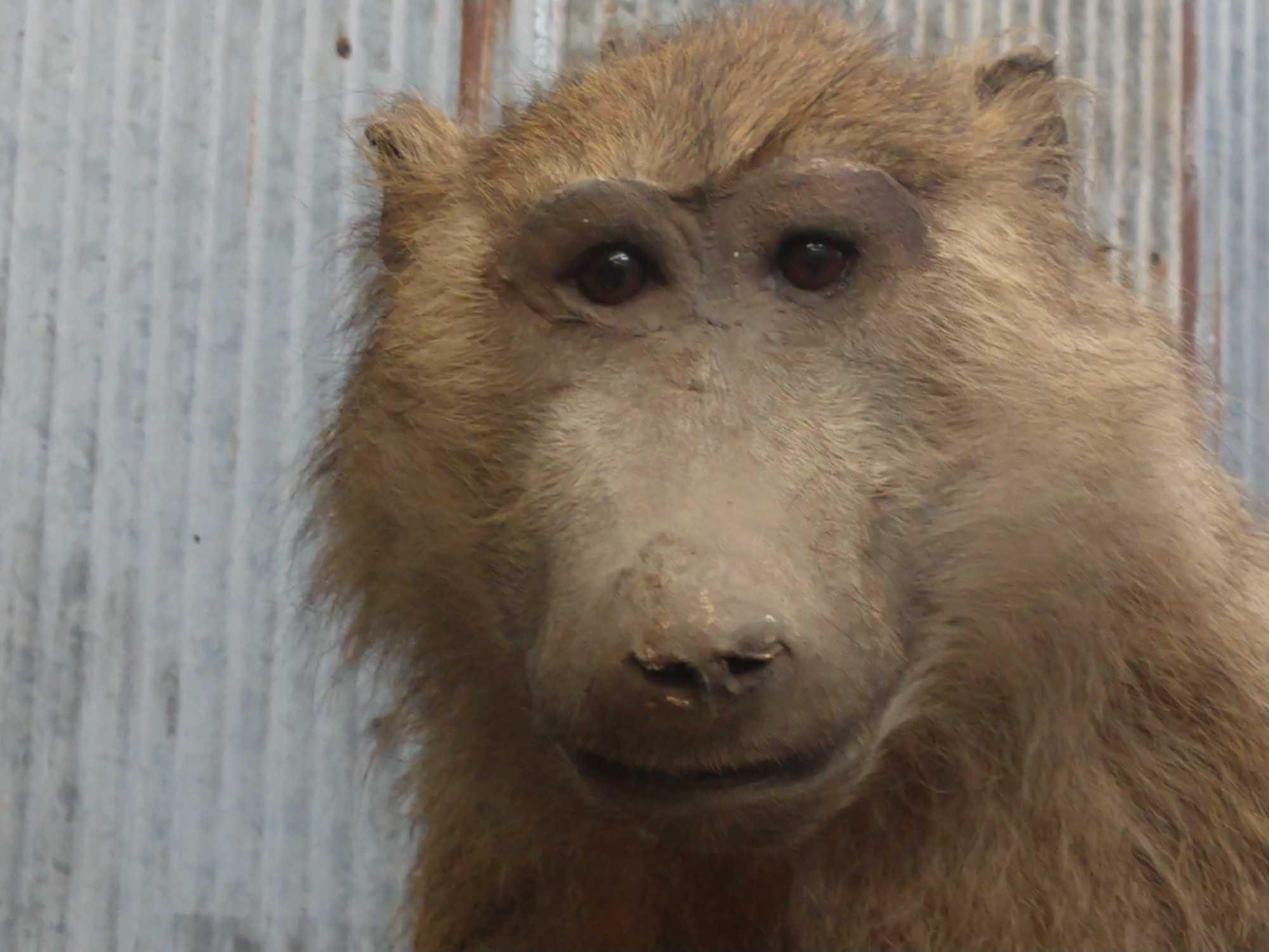 Full Body Mount Baboon