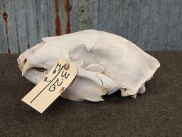 Large Black Bear Skull