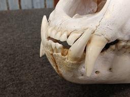 Large Black Bear Skull