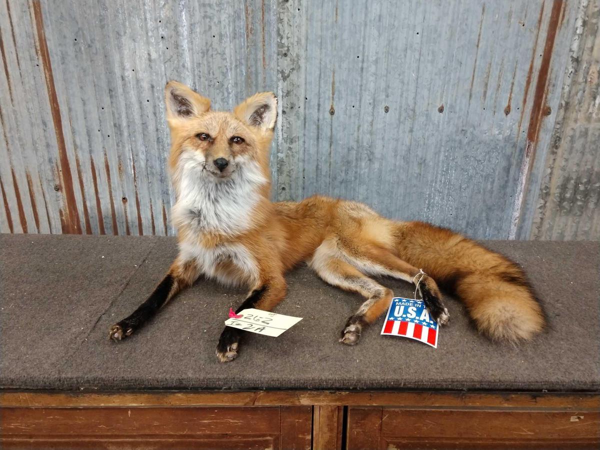 Full Body Mount Red Fox