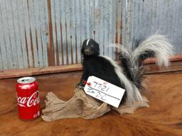 Full body mount juvenile skunk on driftwood