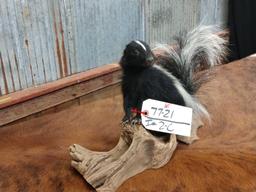 Full body mount juvenile skunk on driftwood