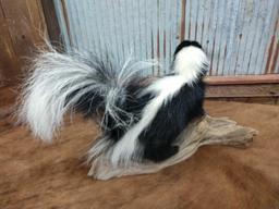 Full body mount juvenile skunk on driftwood