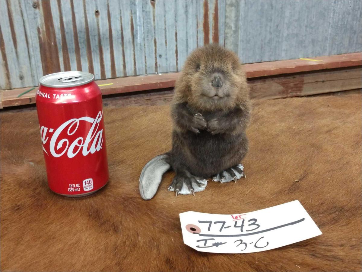 Full body mount baby beaver