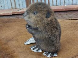 Full body mount baby beaver