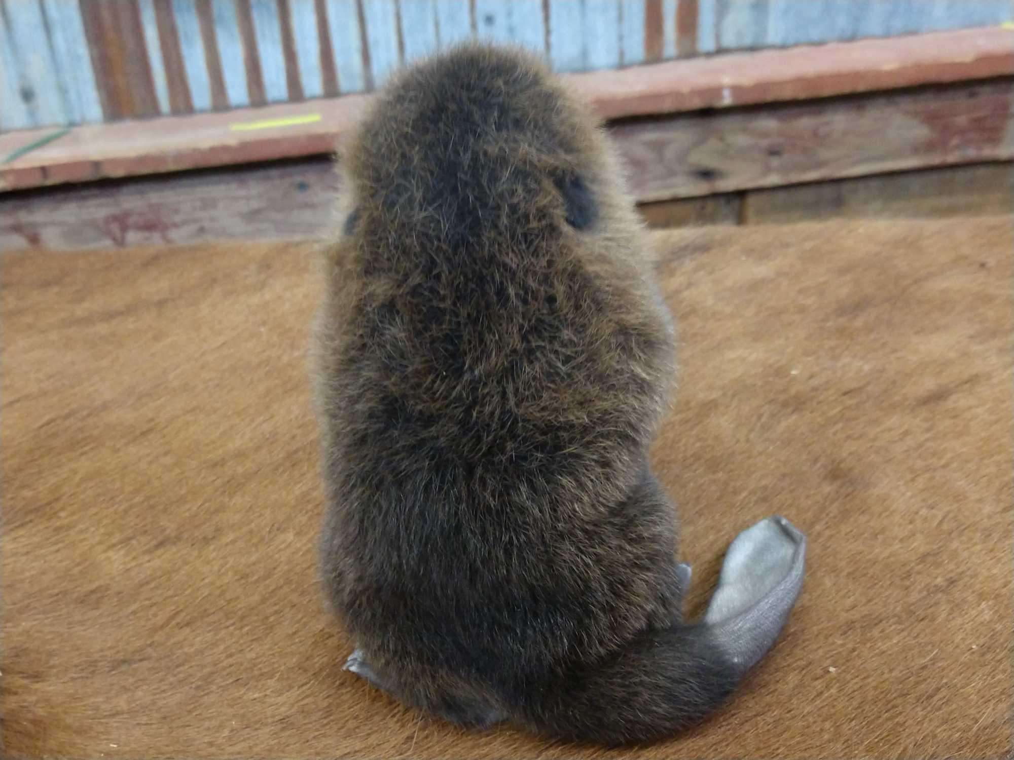 Full body mount baby beaver