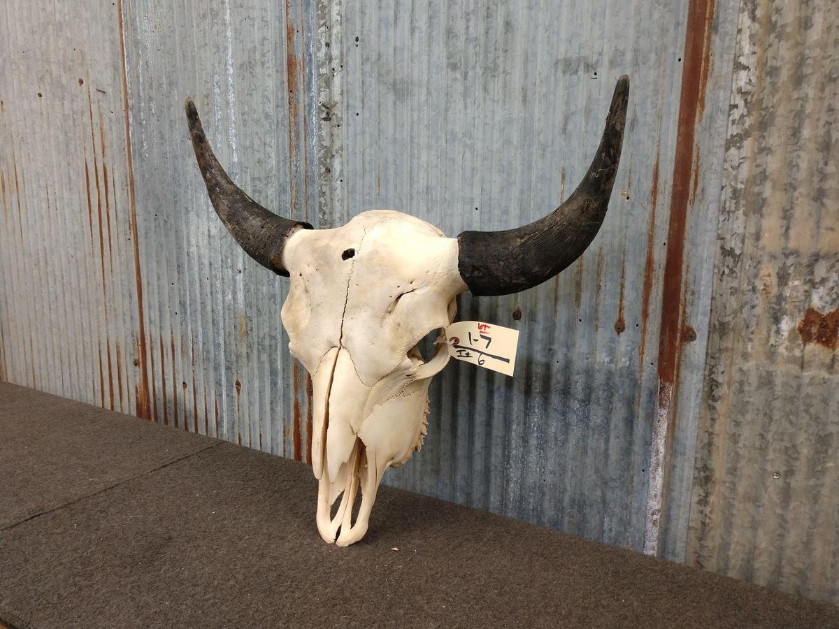 Large Herd Bull Bison Skull 26" Horn Spread tip to tip