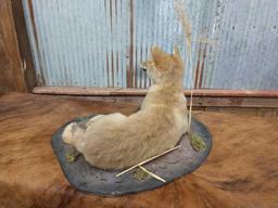 Juvenile coyote full body mount