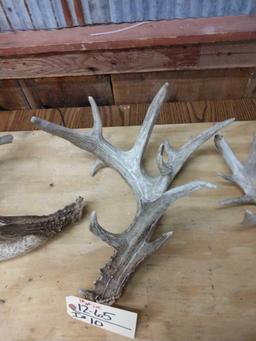 4 Big Gnarly Whitetail Sheds