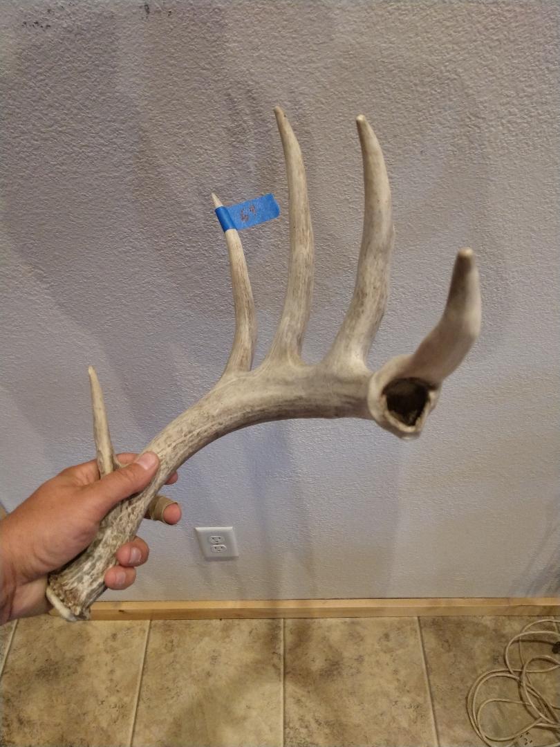 69" whitetail shed with a blow hole