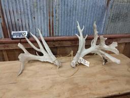 Huge Set of Whitetail Sheds 9.6lbs