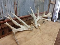 Huge Set of Whitetail Sheds 9.6lbs
