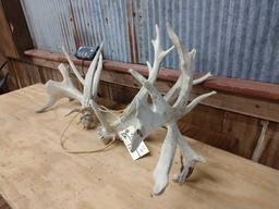 Huge Set of Whitetail Sheds 9.6lbs