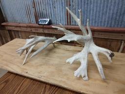 Huge Set of Whitetail Sheds 9.6lbs