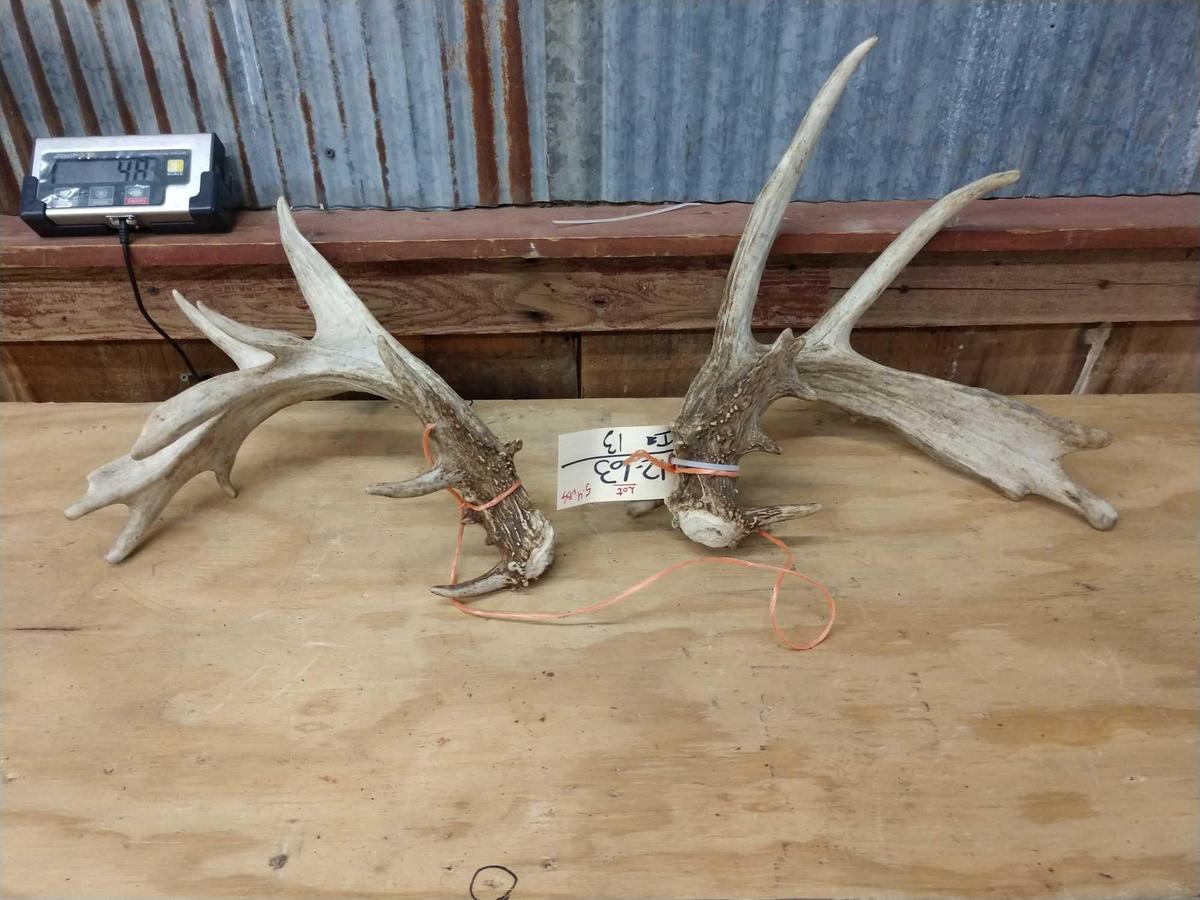 Set of Whitetail Sheds