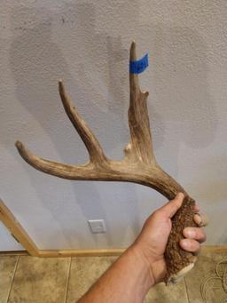 60" Canadian 4pt Whitetail Shed