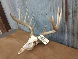 6 x 6 Whitetail rack on skull