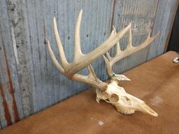 6 x 6 Whitetail rack on skull