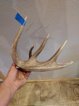 70" Canadian Whitetail Shed