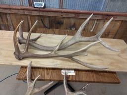 4 Elk Sheds 21.8 Lbs