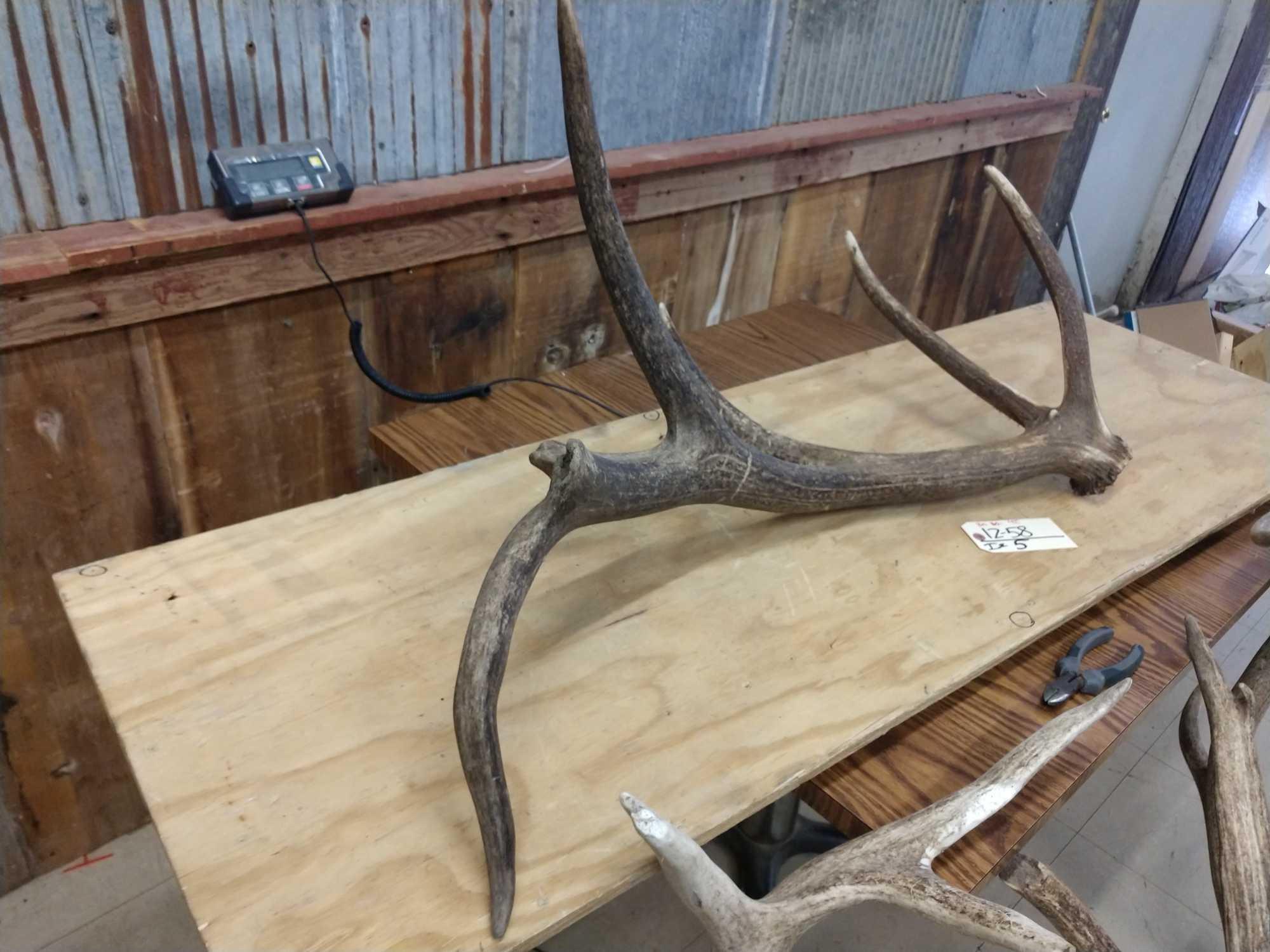 4 Elk Sheds 30lbs Net