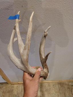 90" Iowa shed with a 12" browtine found west of Des Moines