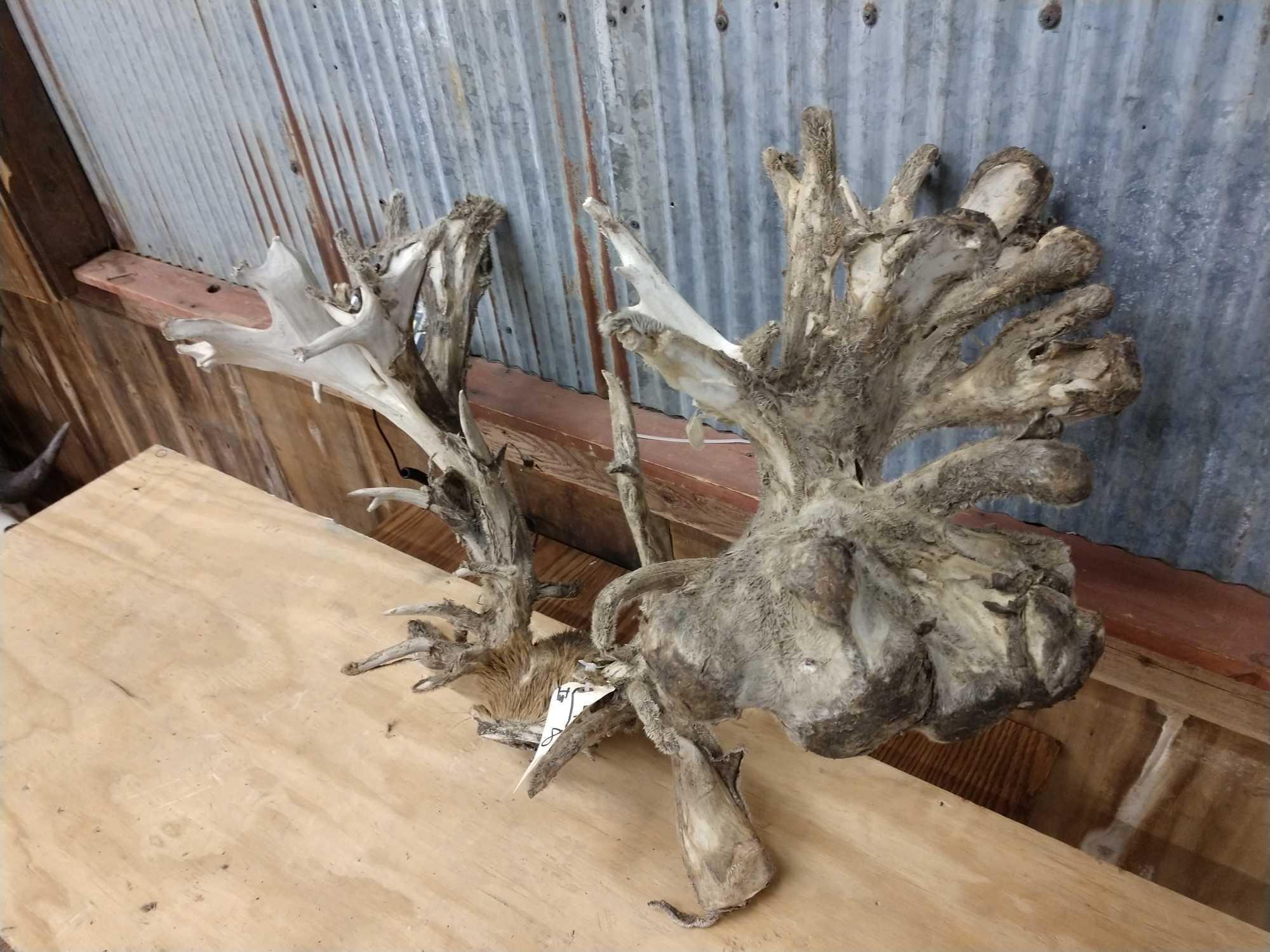 Huge High 300- Low 400 Class Whitetail Rack On Skull Plate