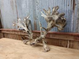 Huge High 300- Low 400 Class Whitetail Rack On Skull Plate