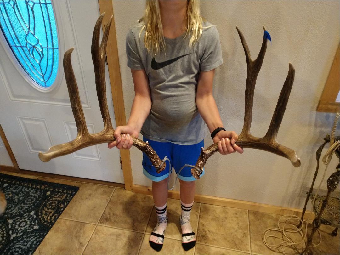 183" Canadian Mule Deer Sheds