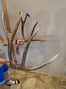 183" Canadian Mule Deer Sheds