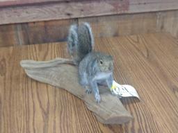 Full body mount gray squirrel