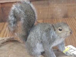 Full body mount gray squirrel