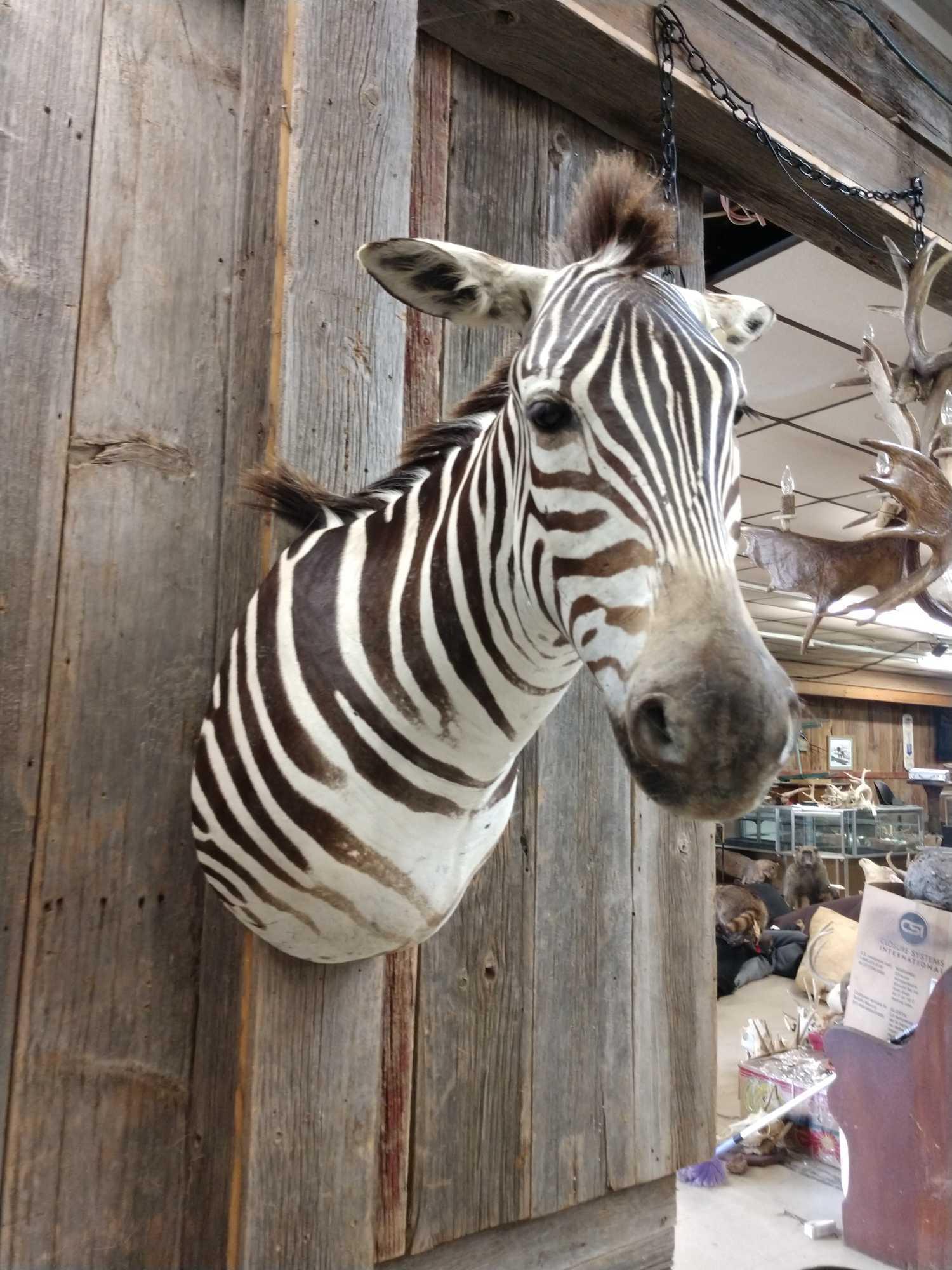 Zebra shoulder-mount