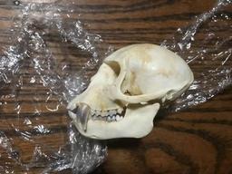 Male Vervet Monkey Full skull - ALL teeth 4 1/2" long x 2 1/2" wide