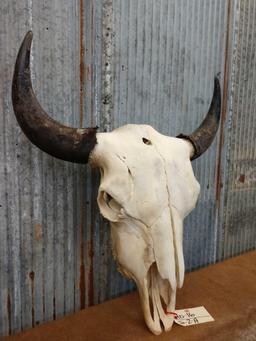 Large herd bull buffalo skull