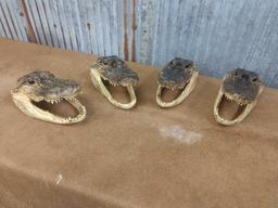 4 mounted alligator heads