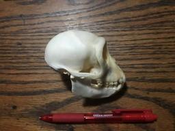 Female Vervet Monkey Skull