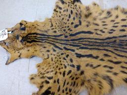 Tanned African serval cat skin