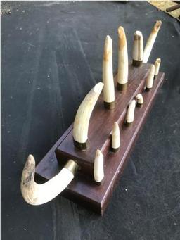 Complete set of 12 Hippo Tusks