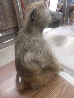 Full Body Mount African Baboon Sitting